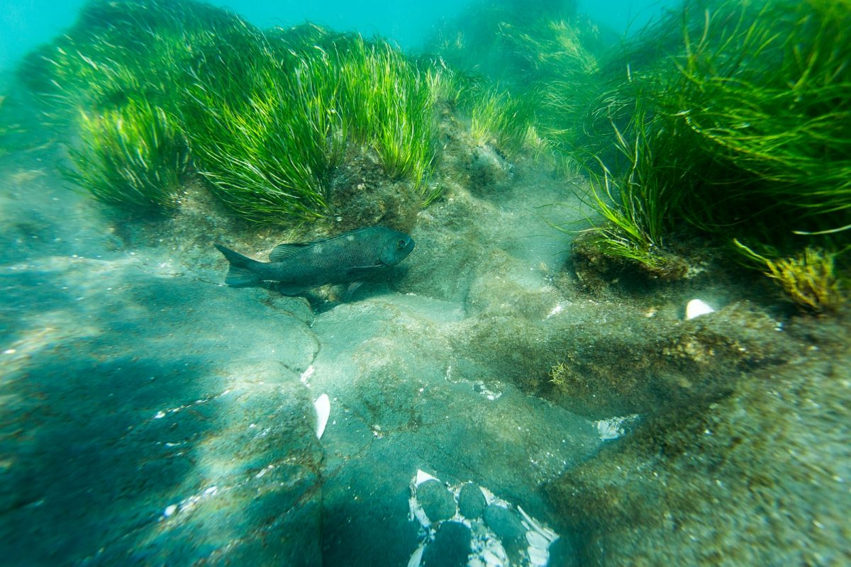 Das Save Posidonia Projekt soll die Seegraswiesen zwischen Formentera und Ibiza schützen.